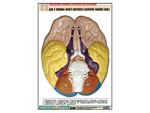 Рельефная таблица Доли и извилины нижней поверхности полушарий головного мозга, А1