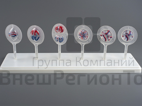 Модель "Митоз и мейоз клетки".