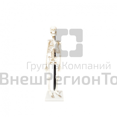 Модель Скелет человека 42 см.