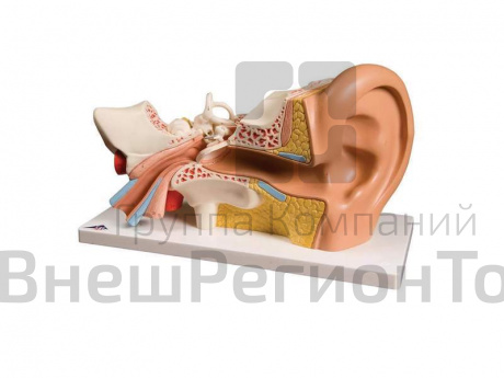 Модель уха, 3-кратное увеличение, 6 частей.