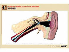 Рельефная таблица Ухо человека, А1