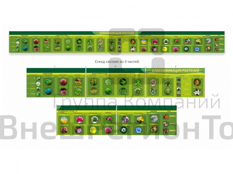 Стенд-лента Классификация растений (5 частей), 600х60 см.