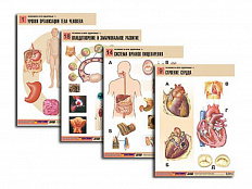 Таблицы по биологии Человек и его здоровье-1 20 шт.