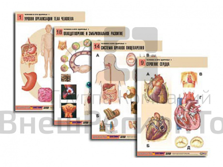 Таблицы по биологии Человек и его здоровье-1 20 шт..