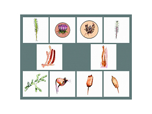 Модель «Размножение мха» — 10 карточек