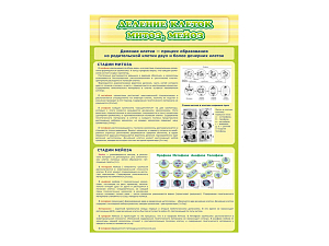 Стенд Деление клеток. Митоз. Мейоз