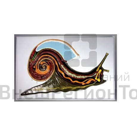 Модель барельефная "Внутреннее строение брюхоногого моллюска".