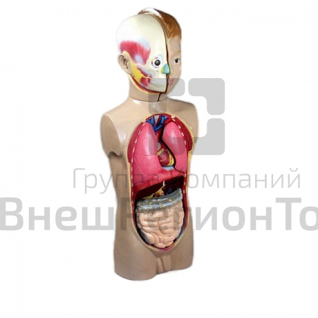 Модель "Торс человека" 65 см.