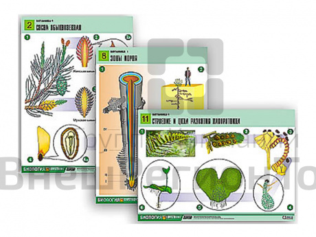 Таблицы по биологии Ботаника-1, 12 шт..