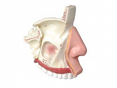 Модель носа в разрезе