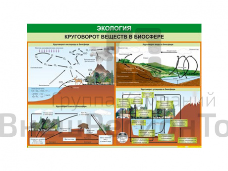Таблица "Круговорот веществ в биосфере" 70х100 см.