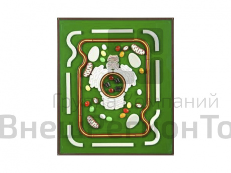 Модель-аппликация "Строение клетки".