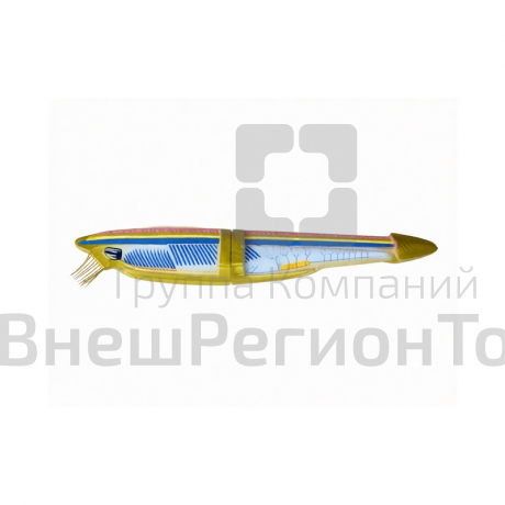 Модель ланцетника.