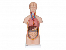 Модель торса человека уменьшенная