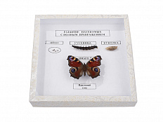 Коллекция "Развитие насекомых с полным превращением"