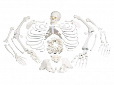 Модель целого скелета, разобранная