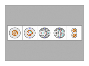 Модель-аппликация «Деление клетки» (митоз и мейоз)