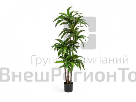 Драцена.