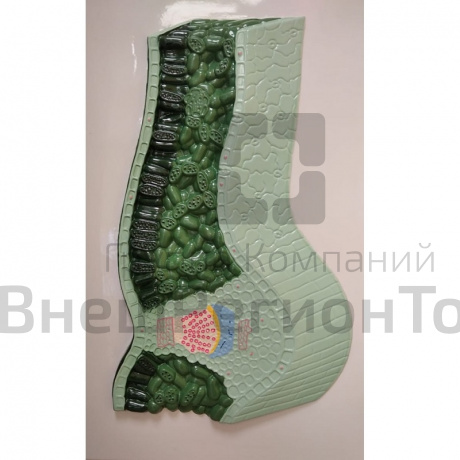 Модель барельефная "Клеточное строение листа".