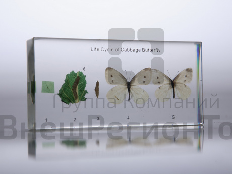 Коллекция "Развитие бабочки" в акриле.