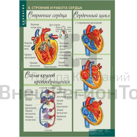 Комплект таблиц "Биология 8-9 класс Человек" (12 шт).