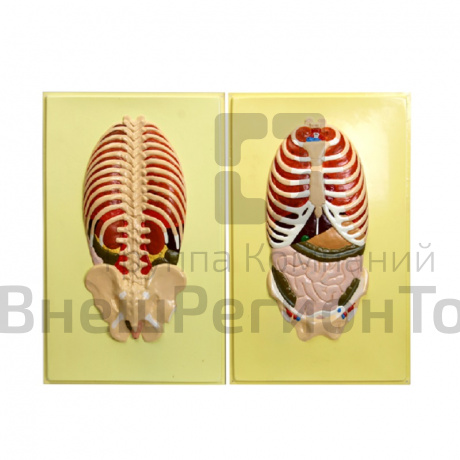 Модель барельефная "Расположение органов брюшной полости" (2 планшета).