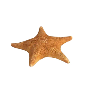 Сухой препарат «Звезда морская» — набор 10 образцов