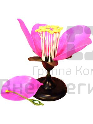 Модель цветка яблони.