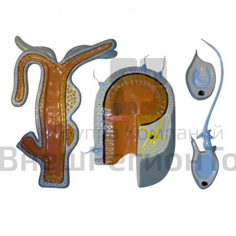 Модель барельефная "Внутреннее строение гидры".