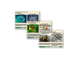 Раздаточные таблицы «Ядовитые животные», 9 листов A4