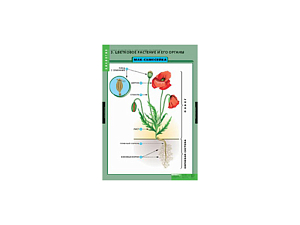 Таблицы «Общее знакомство с цветковыми растениями» — 6 листов