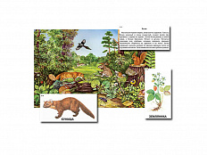 Магнитный плакат-аппликация Лес: биоразнообразие и взаимосвязи в сообществе