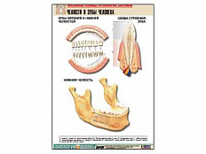 Рельефная таблица Челюсти и зубы человека, А1