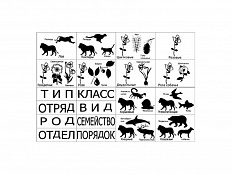 Модель "Классификация растений и животных"