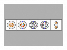 Модель-аппликация "Деление клетки. Митоз и мейоз"