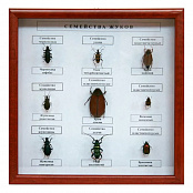 Коллекция энтомологическая "Семейство жуков"