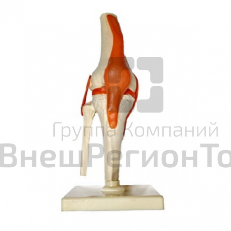 Модель "Коленный сустав".
