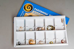 Коллекция образцов Раковины моллюсков
