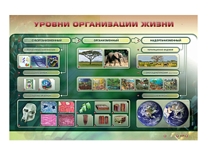 Электрифицированный стенд «Уровни организации жизни» 1500×1000 мм