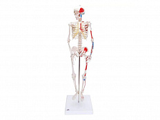 Модель мини-скелета с разметкой мышц на подставке