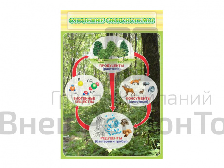 Стенд Строение экосистемы.