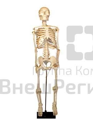 Скелет человека на штативе, 85 см.