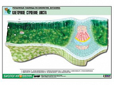 Рельефная таблица Клеточное строение листа, А1