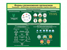 Стенд Формы размножения организмов