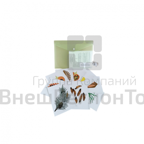 Модель-аппликация Размножение сосны.