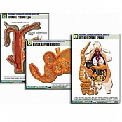 Комплект таблиц по биологии. Курс «Животные» (20 шт. 550х850мм) ламинированные