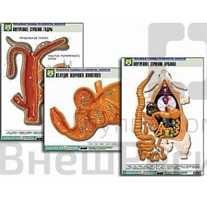 Комплект таблиц по биологии. Курс «Животные» (20 шт. 550х850мм) ламинированные.