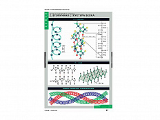 Таблицы "Белки и нуклеиновые кислоты" 8 шт.
