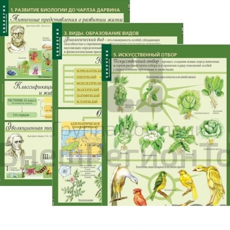 Комплект таблиц "Биология 10-11 класс Эволюционное учение" (10 шт).