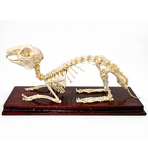 Скелет кролика